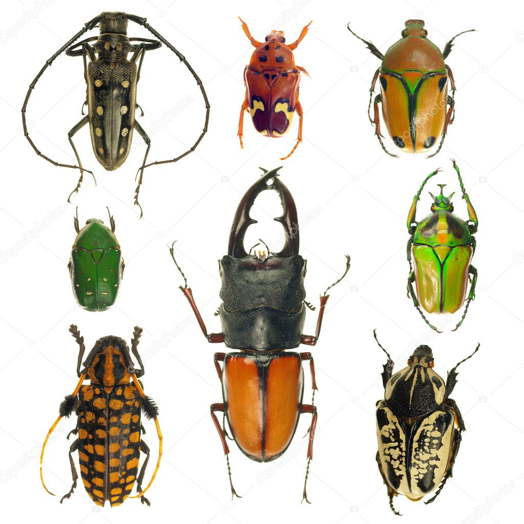 Beetles collection
