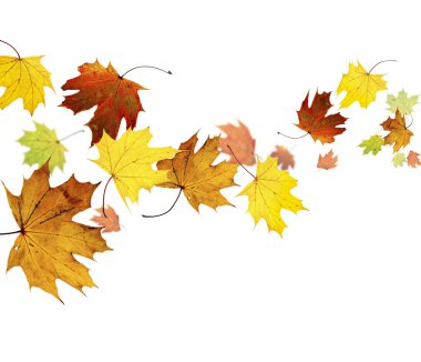 Autumn clipart