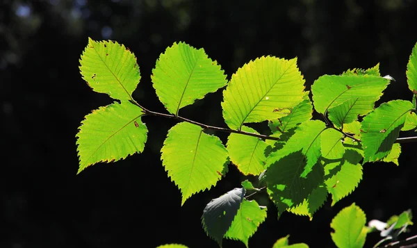 stock image Green leaves