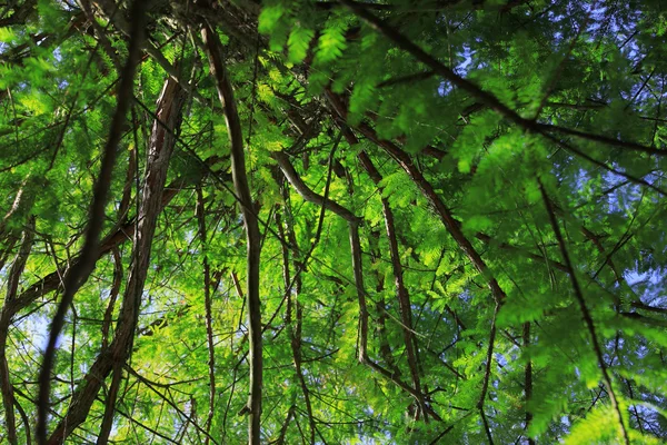 Güzel bahar orman — Stok fotoğraf