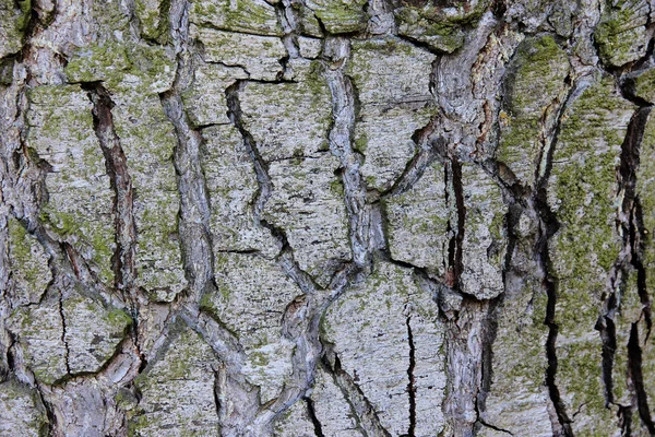 Δέντρο κρούστα — Φωτογραφία Αρχείου