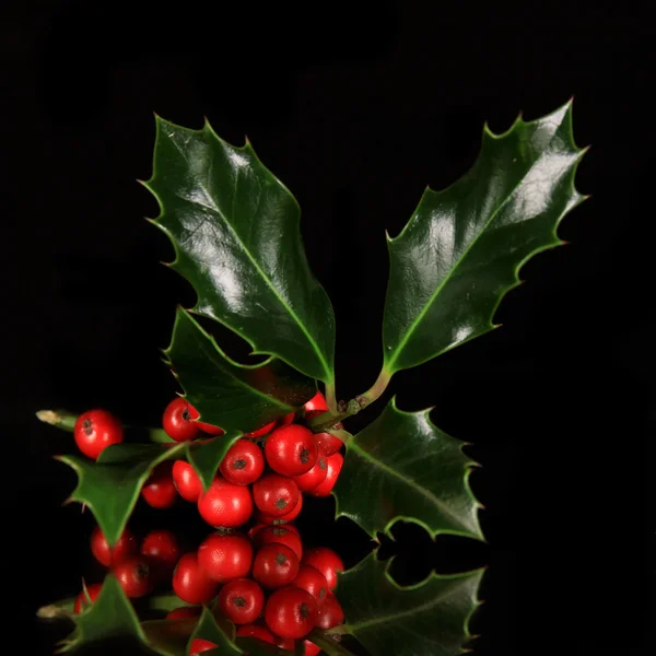 Kerstmis holly branch — Stockfoto