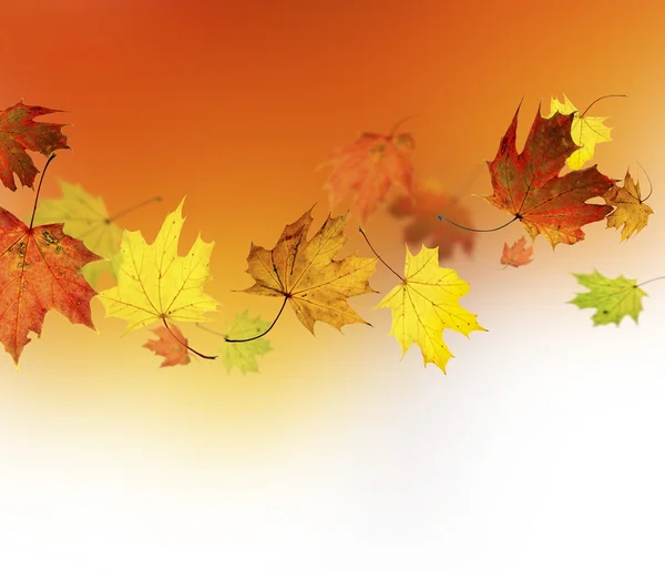 Jesieni w tle. — Zdjęcie stockowe