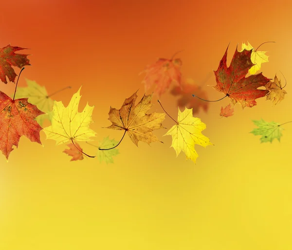 Sfondo autunno . — Foto Stock