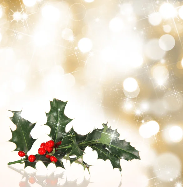 Christmas holly branch — Stock Photo, Image
