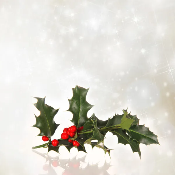 Christmas holly branch — Stock Photo, Image
