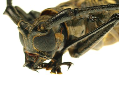 uzun - boynuzlu böcek makro fotoğraf