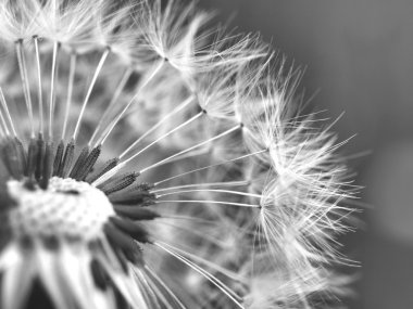 Close-up of dandelion seed head clipart