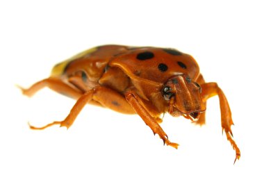 wasp böceği üzerinde beyaz izole