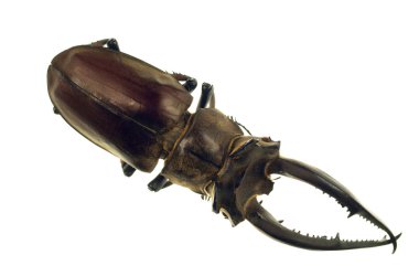 Stag beetle lucanus cervus beyaz zemin üzerine