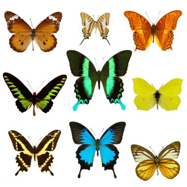 Exotic butterfly collection clipart