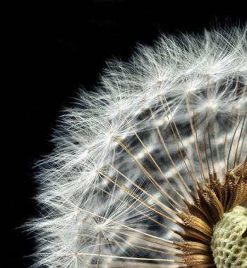 Close-up of dandelion seed head clipart