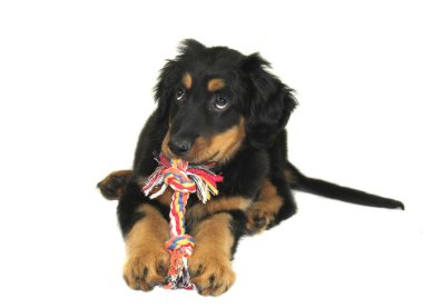 Şirin köpek.