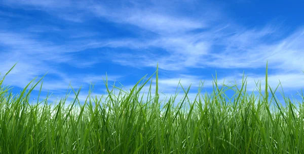 Yeşil çim artalan — Stok fotoğraf