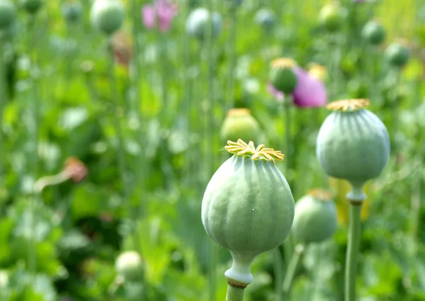 stock image Field of poppies