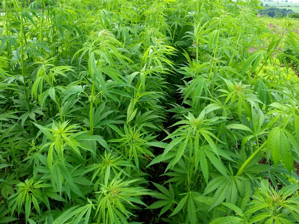 Plantas jóvenes de cannabis —  Fotos de Stock