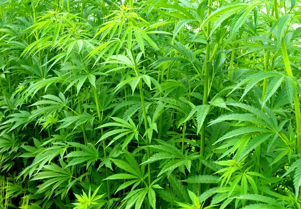 Jovens plantas de cannabis — Fotografia de Stock