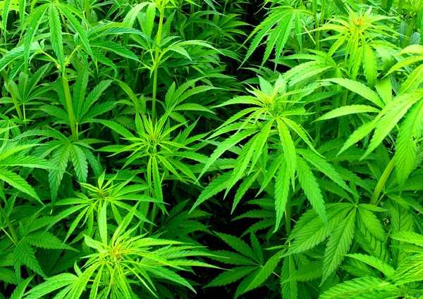 Jeunes plants de cannabis — Photo