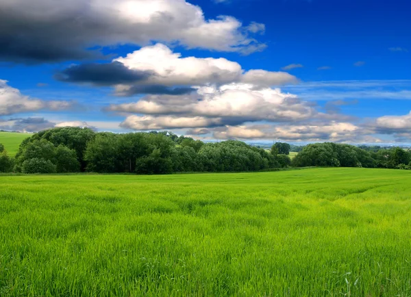 Vackra landskap med gröna skog och äng — Stockfoto