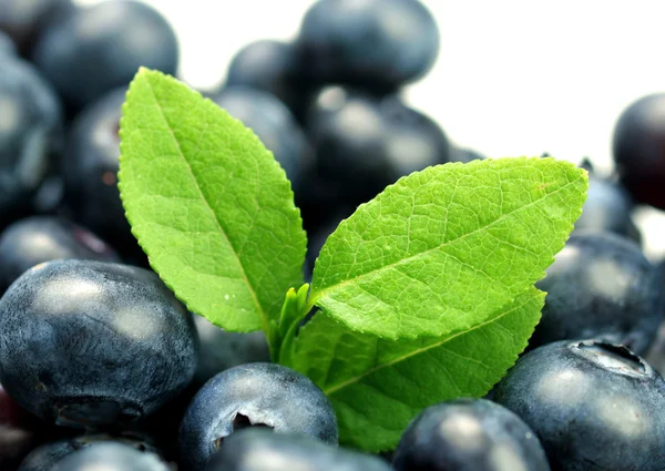 Fresh blueberries with green leaves — Stock Photo, Image