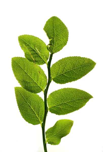 Leaf blueberry — Stock Photo, Image