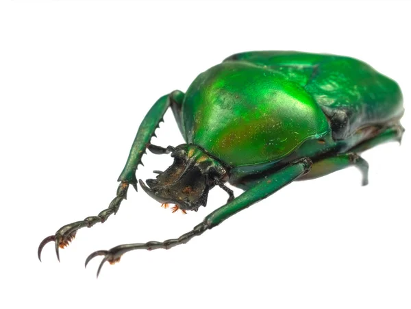 Goliath beetle on white background — Stock Photo, Image