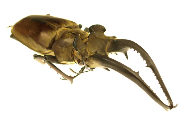 Изолированный экзотический жук — стоковое фото
