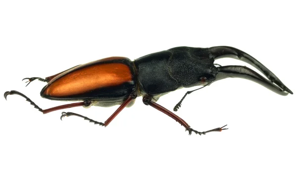 Stag beetle — Stok fotoğraf