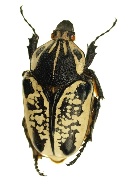Flower beetle isolated on white — Stock Photo, Image