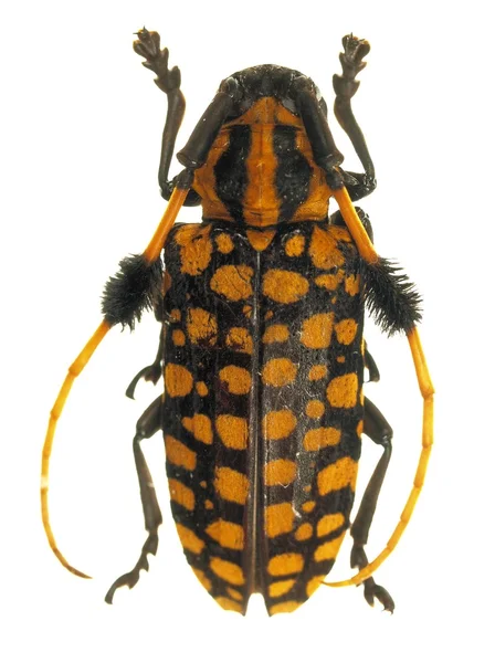 Escarabajo de estiércol aislado en blanco —  Fotos de Stock