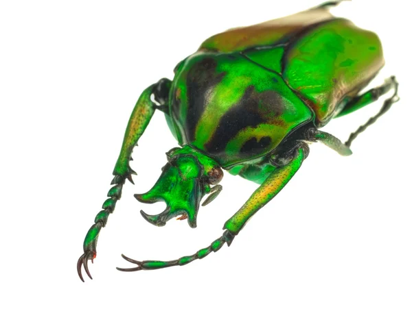 Goliath-Käfer auf weißem Hintergrund — Stockfoto