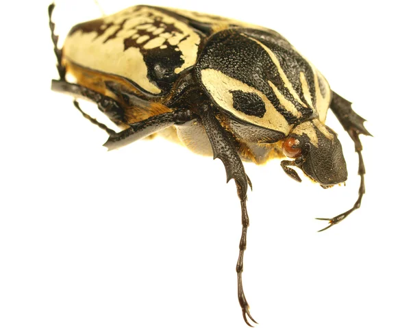 Escarabajo exótico aislado — Foto de Stock