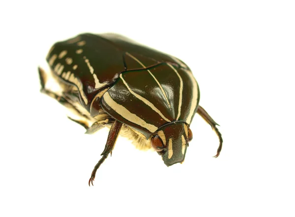 Kumbang kuning terisolasi pada warna putih — Stok Foto