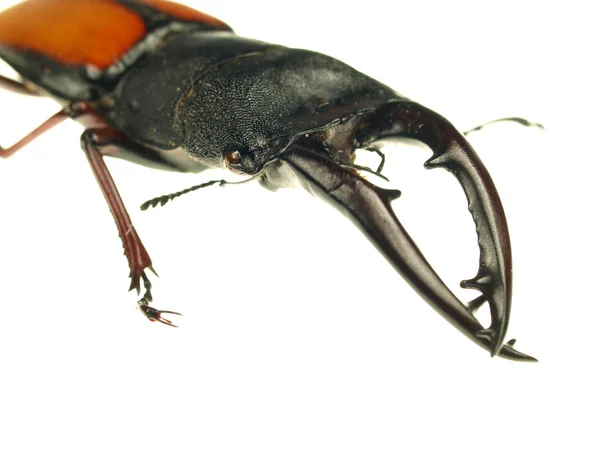 Escarabajo ciervo lucanus cervus sobre fondo blanco — Foto de Stock