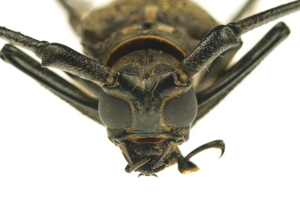 Foto macro de escarabajo de cuernos largos —  Fotos de Stock