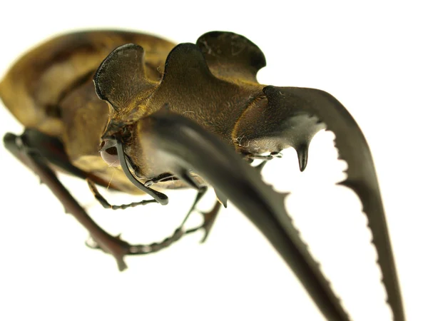 Escaravelho lucanus chalus no fundo branco — Fotografia de Stock