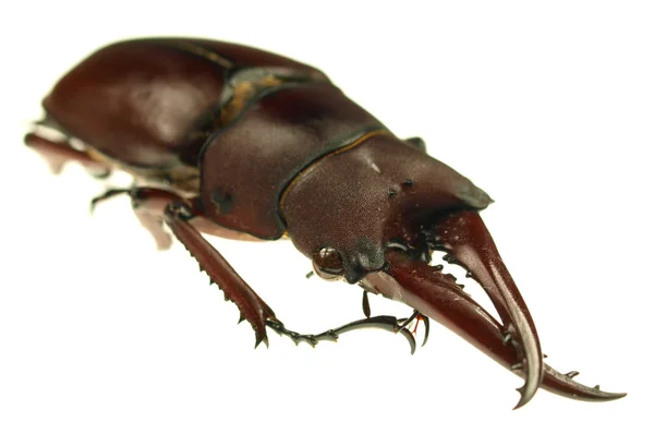 Stag beetle lucanus cervus beyaz zemin üzerine — Stok fotoğraf