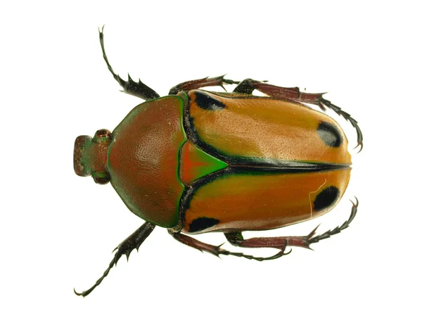 Escarabajo avispa aislado en blanco — Foto de Stock