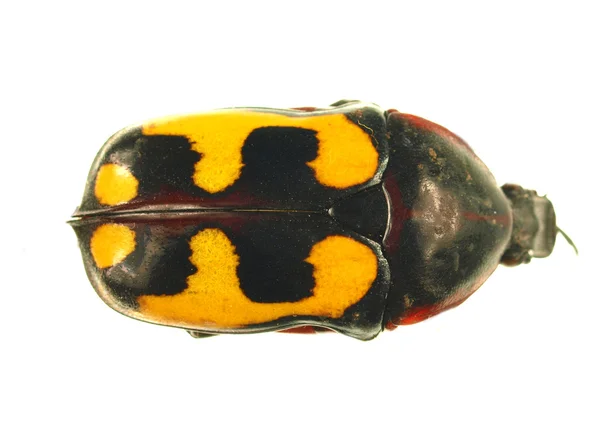Dung beetle na białym tle — Zdjęcie stockowe