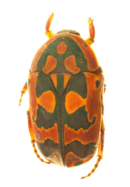 Dung beetle na białym tle — Zdjęcie stockowe