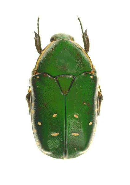 Golia scarabeo su sfondo bianco — Foto Stock
