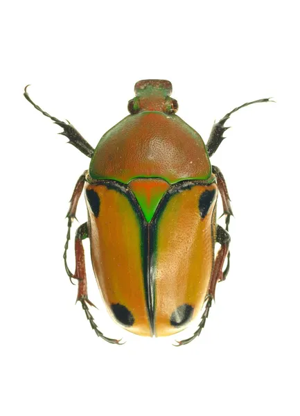Escarabajo avispa aislado en blanco — Foto de Stock