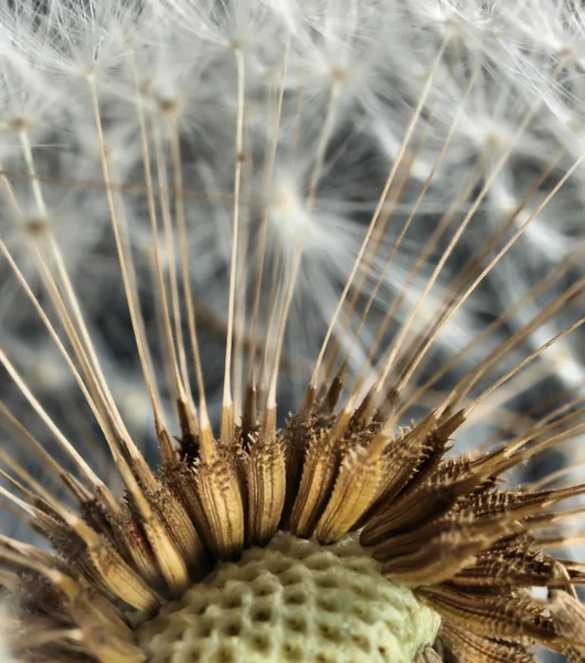 Karahindiba tohum kafa Close-Up — Stok fotoğraf