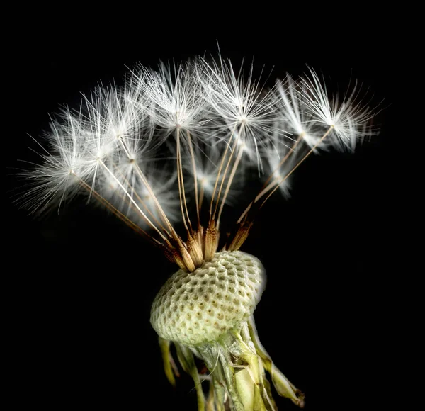 Close-up de cabeça de semente de dente-de-leão — Fotografia de Stock