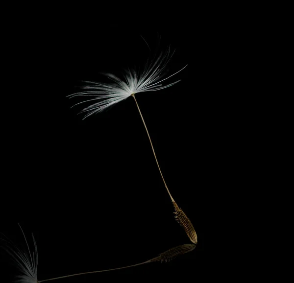 タンポポの種子の頭のクローズ アップ — ストック写真