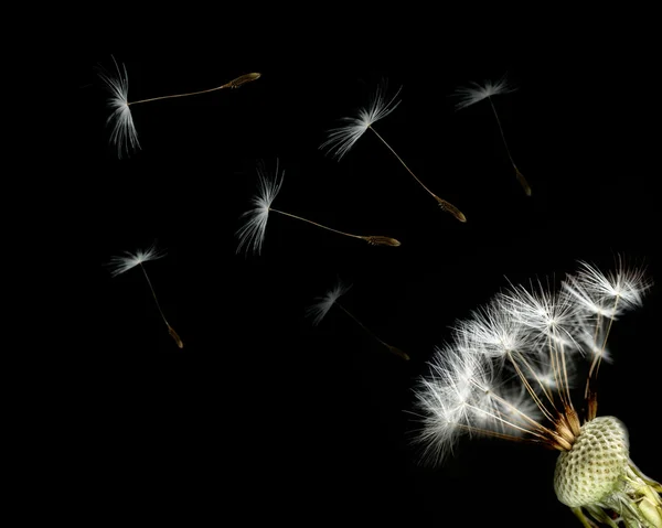 Close-up of dandelion seed head — Stock Photo, Image