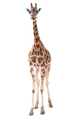 Giraffe isolated on white clipart