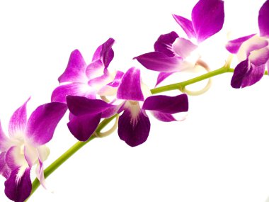 Beautiful purple orchid dendrobium clipart