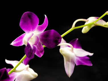 Orchid on a black background clipart