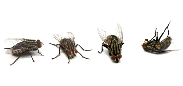 Жизненный цикл мухи — стоковое фото